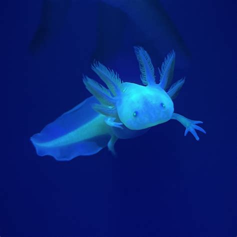 gfp axolotl|axolotl gfp for sale.